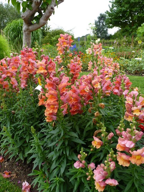 Antirrhinum majus 'Liberty Bronze' (3)